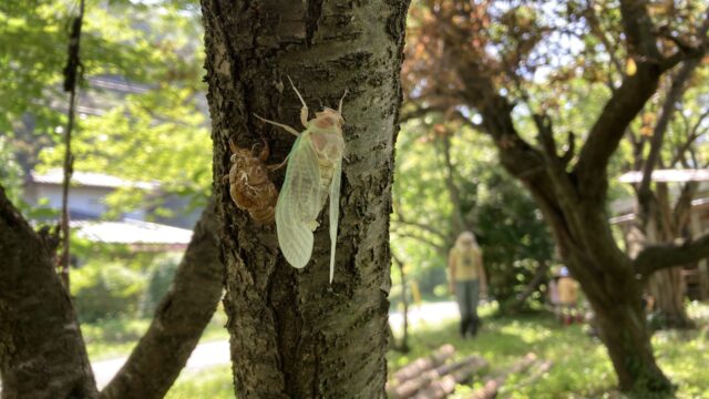 ＜からすやま子育ちの会　夏休み① 活動報告＞